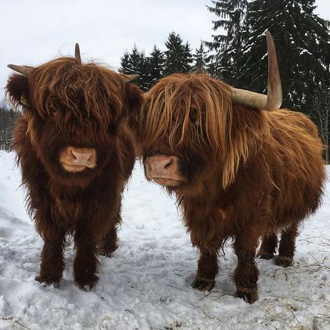 highland cow cost highland cow cost