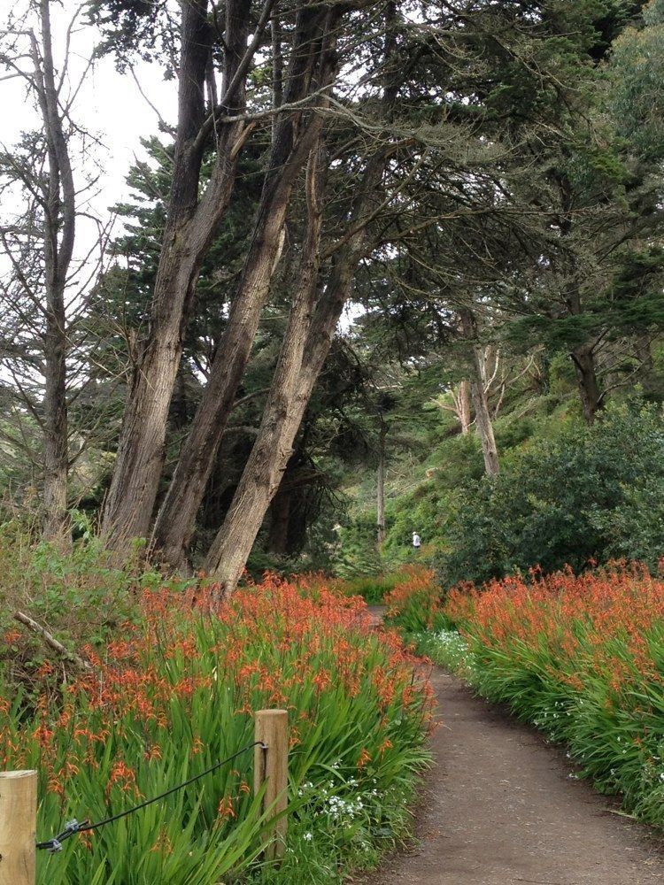 Lands End Trail Is A 3 Mile Loop Located Near San Francisco Lands End Trail Is A 3 Mile Loop Located Near San Francisco That Features Cave And Rated As Moderate