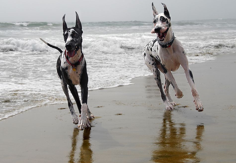Beach Time Great Dane Dogs Dane Dog Great Dane
