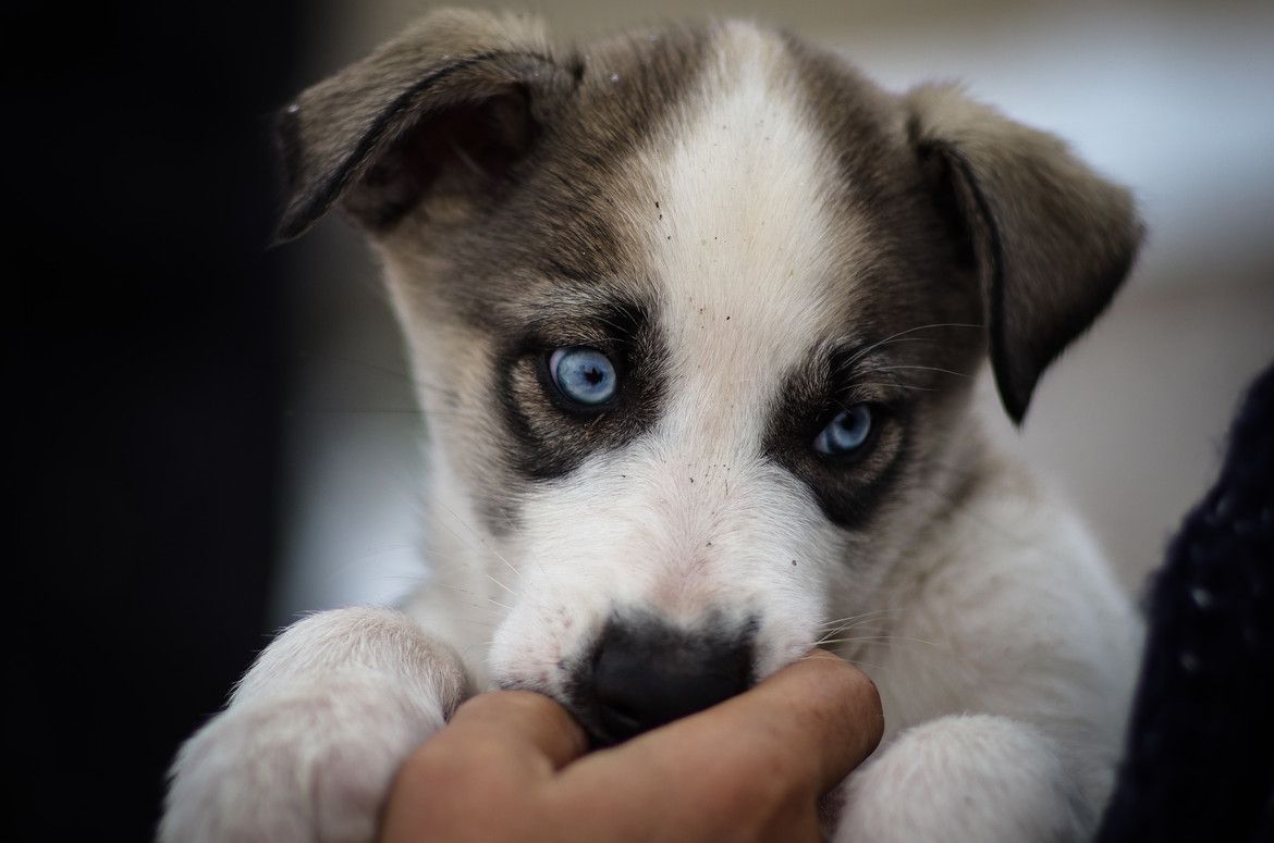 Sled Dog Pup In Churchill Manitoba Canada Photo By Barron