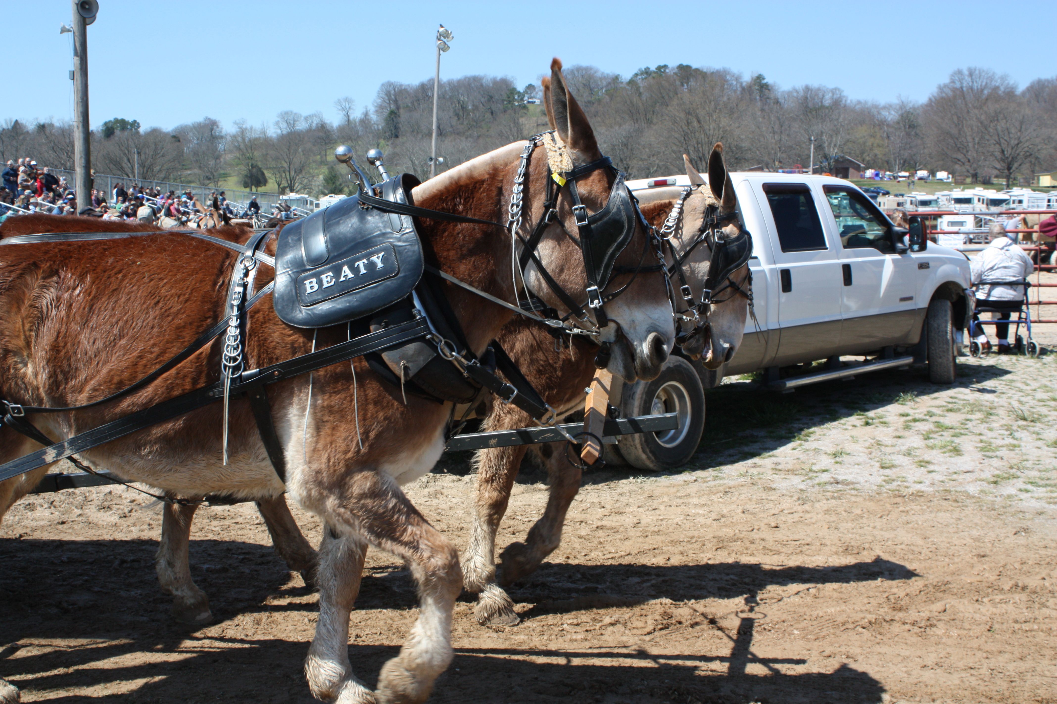 A team of mules at Mule Day 2013 Draft Mule, Mule Days, Cartoons Love