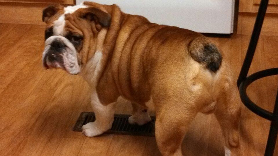 Reuben The Bulldog Bath Day With Images Bulldog French Bulldog