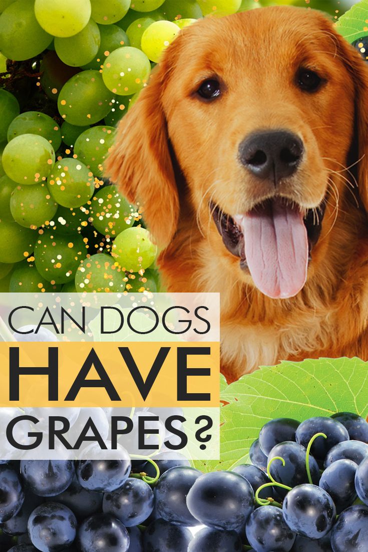 Can Dogs Have Grapes Dogs Grapes Golden Retriever can-dogs-have-grapes-dogs-grapes-golden-retriever