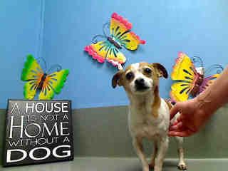 Spike Ca Urgent Meet A434010 Spike Neutered Cutie