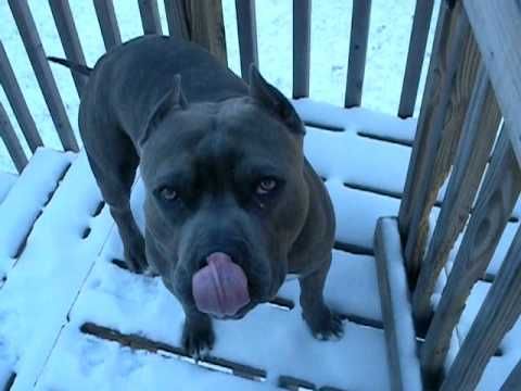 Blue Nose Pitbull 15 Interesting Facts About This Dog Blue