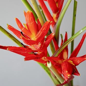 Red Explosion Musa Tropical Flowering Banana - 30 Stems