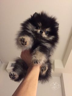 New Funny Dogs Teacup Puppies for Sale | Teacup Puppy | Miniature Toy Dogs | Cute Dogs | Cute Dogs Funny | #dogs #cutedogs #funnydogs