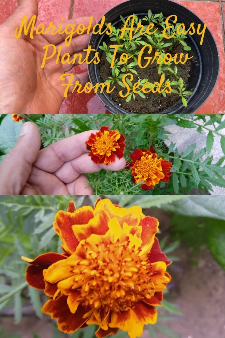 Growing Fruit, Growing Herbs, Growing Vegetables, Planting Herbs, Planting Succulents, Urban Garden, Diy Garden, Organic Gardening, Gardening Tips