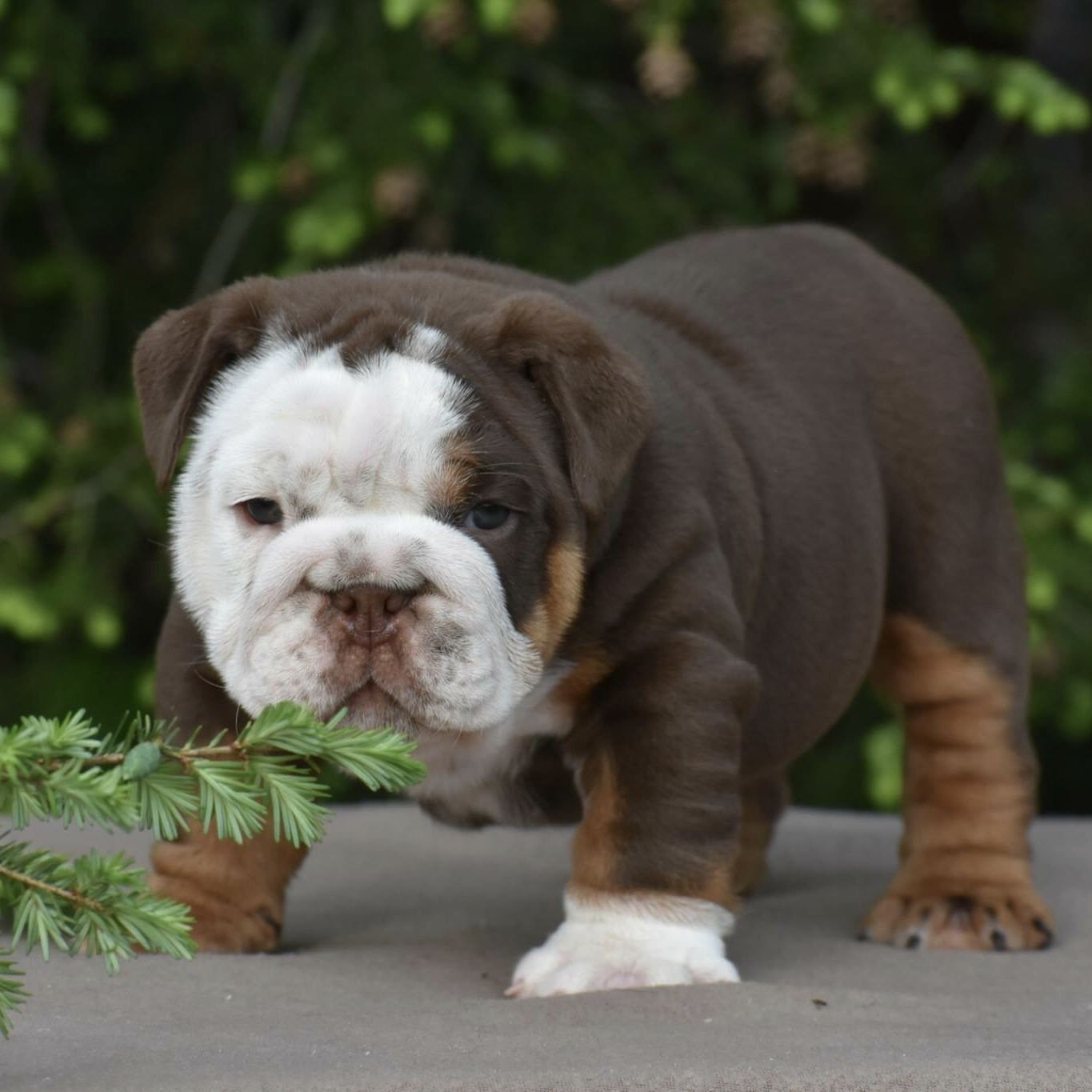 English Bulldog Puppy With Images English Bulldog Puppy