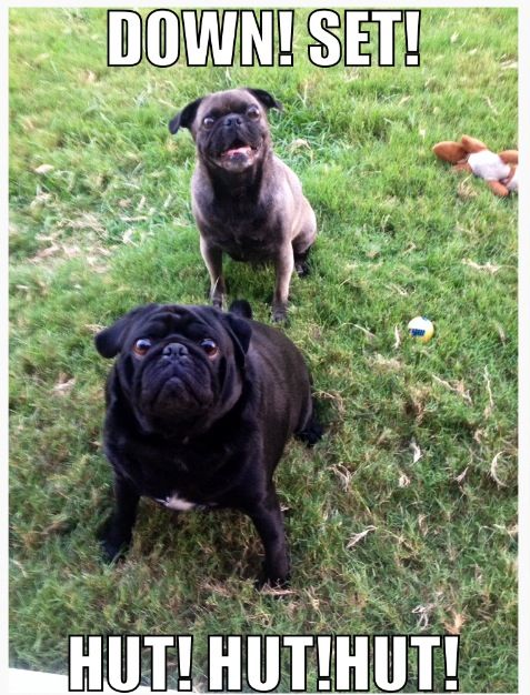 Pugs Playing Football Funny Animals Cute Animals