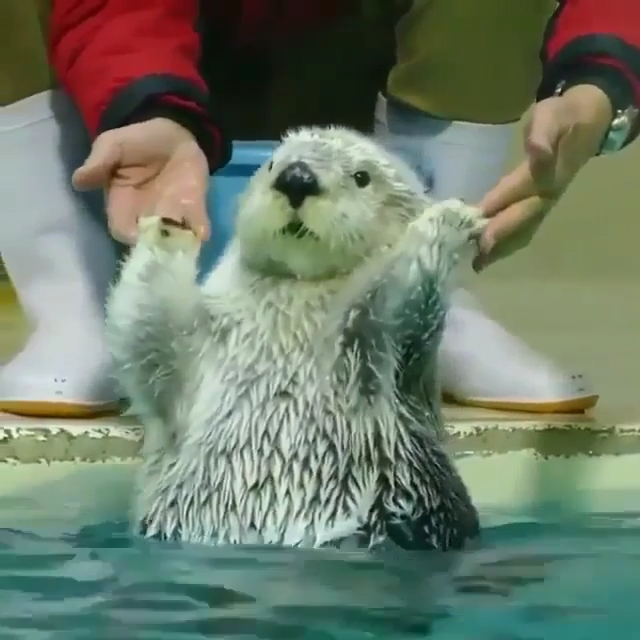 Best Funny Face The cutest face Have fun with Wag Pets and cute otter 1 Best Funny Face The cutest face Have fun with Wag Pets and cute otter 1
