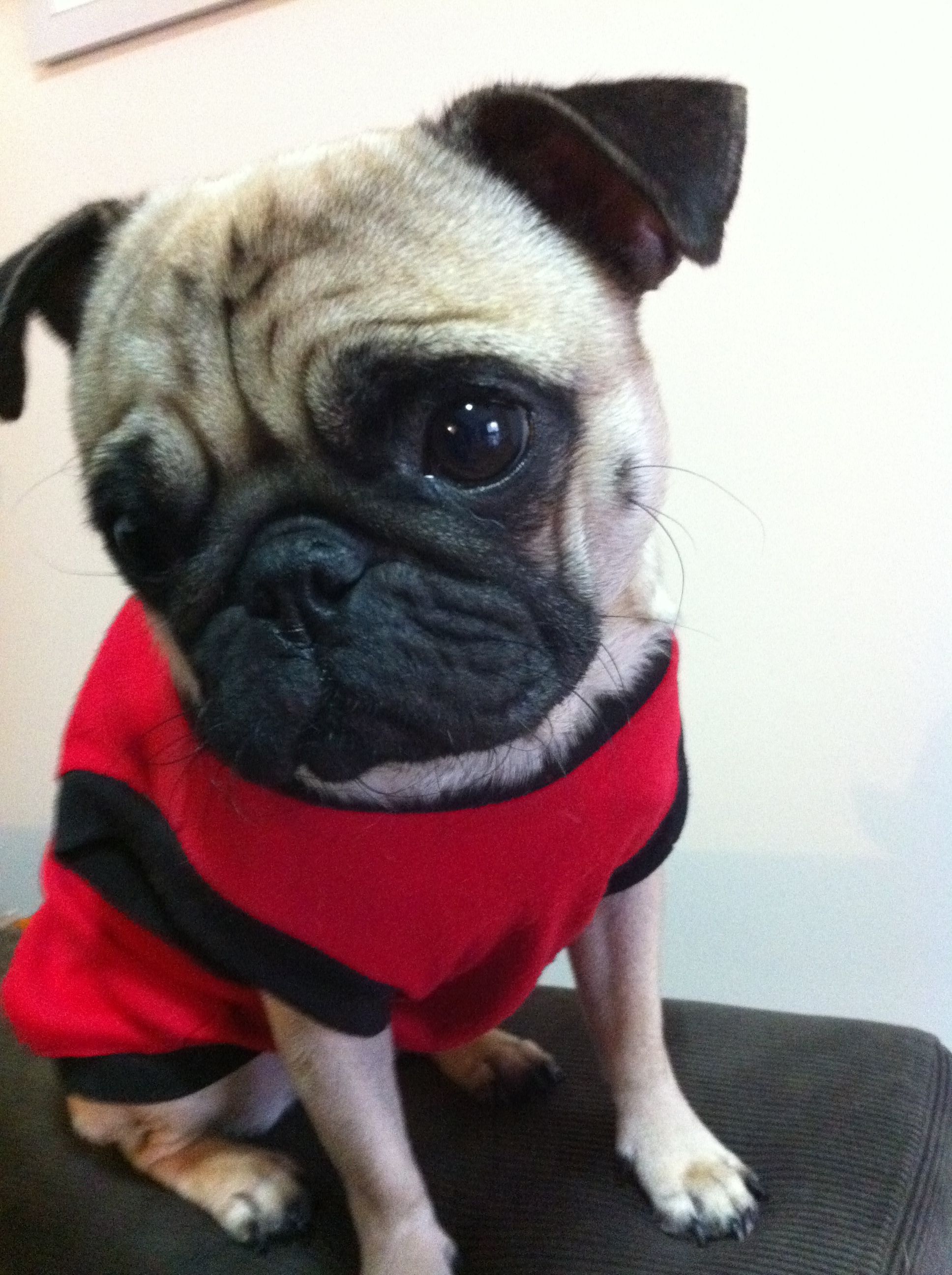 Puppy Eyes Pug To Cute Puppy Eyes Pugs Puppies