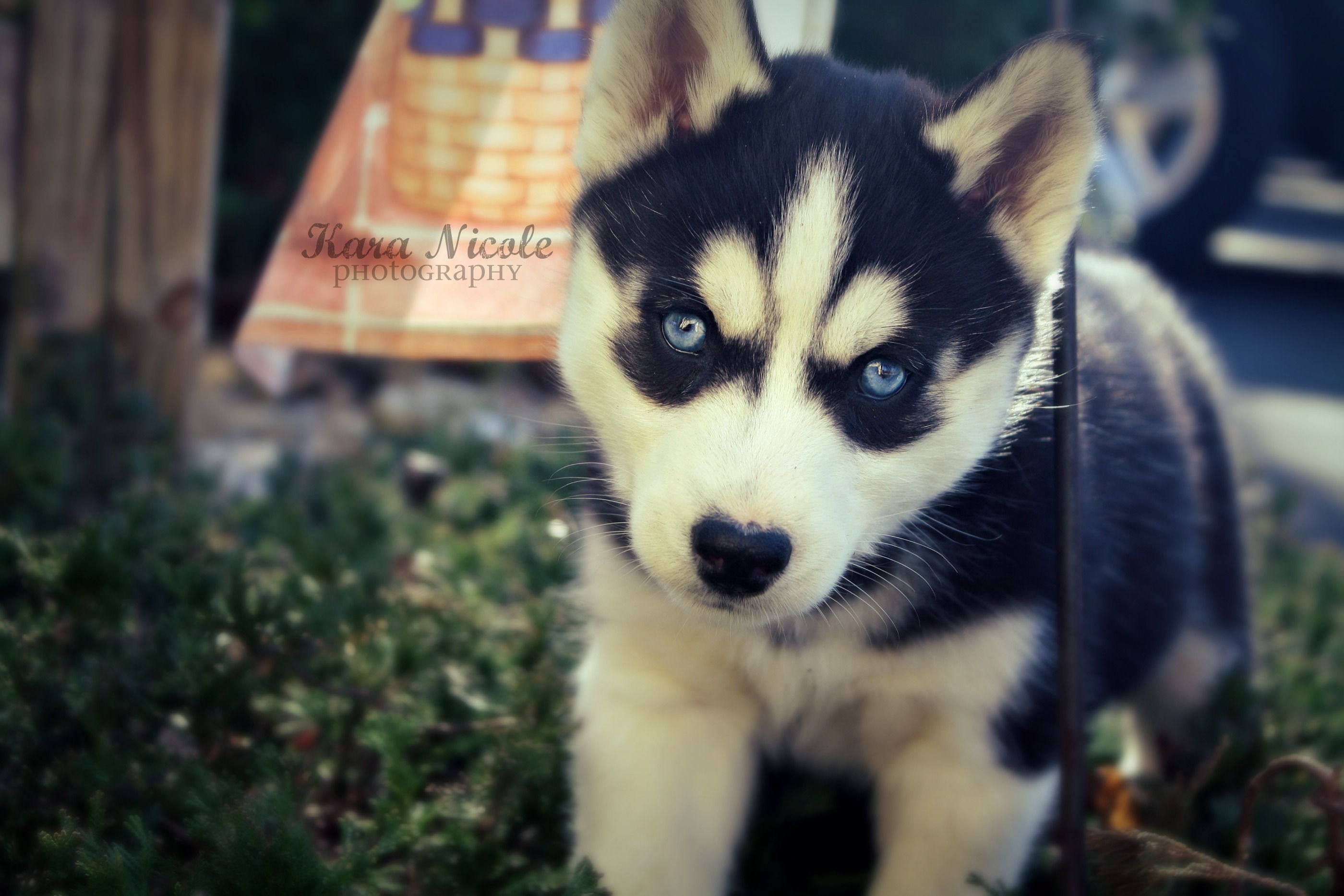 Angry Looking Pup