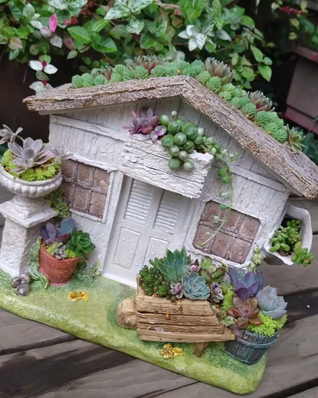 Succulent mini garden