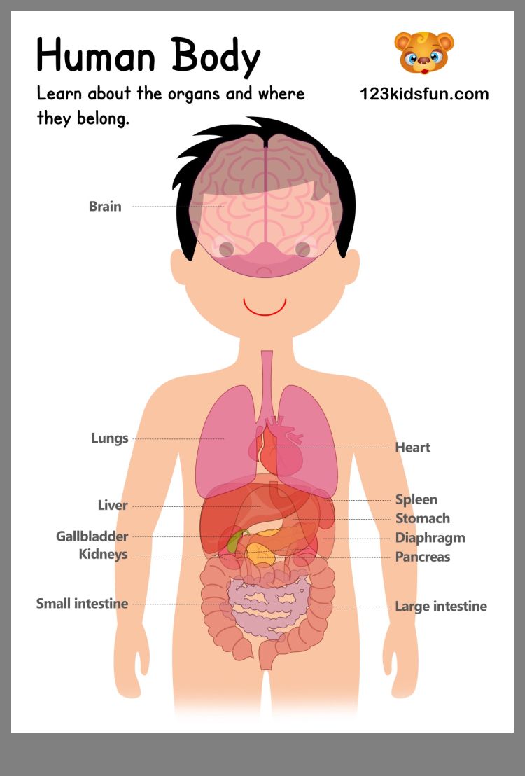 Pin by Alenka Fialková on Анатомия Human body printables, Human body Pin by Alenka Fialková on Анатомия Human body printables, Human body