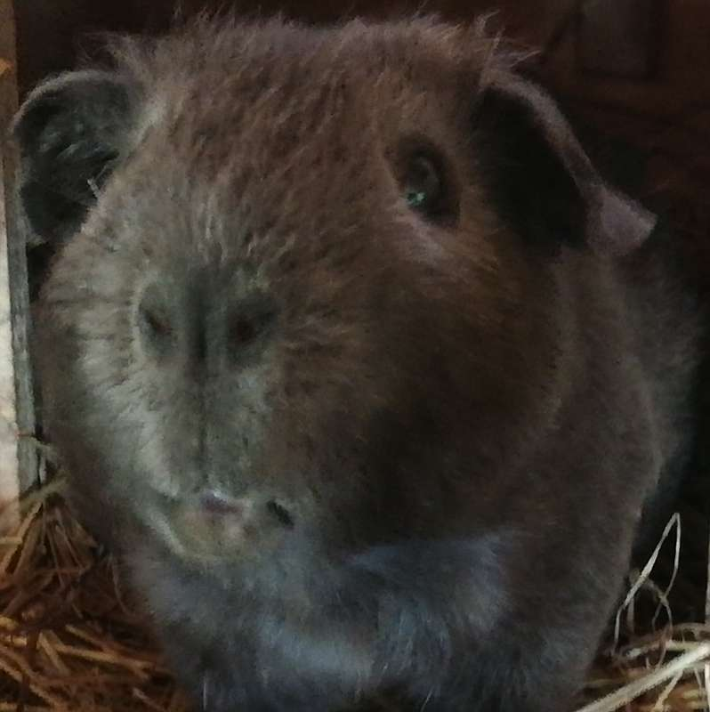 Meerschweinchen In Und Aus Essen In Meiner Peruanerzucht