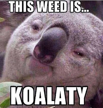 Can Dogs Smell Weed Brownies Can Dogs Smell Weed Brownies