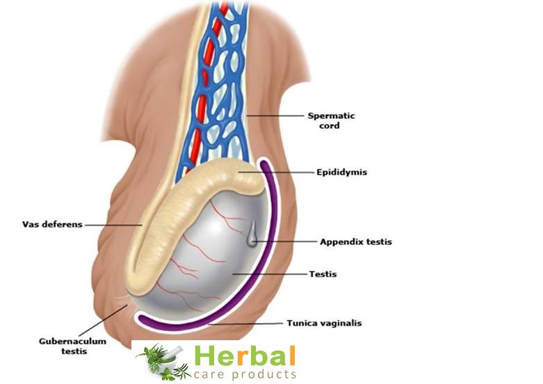 Vaginalis decreased orgasm Redhead blue eyes blow job