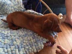 Pin By Miranda Malik On Dachshunds 3 Dachshund Puppies