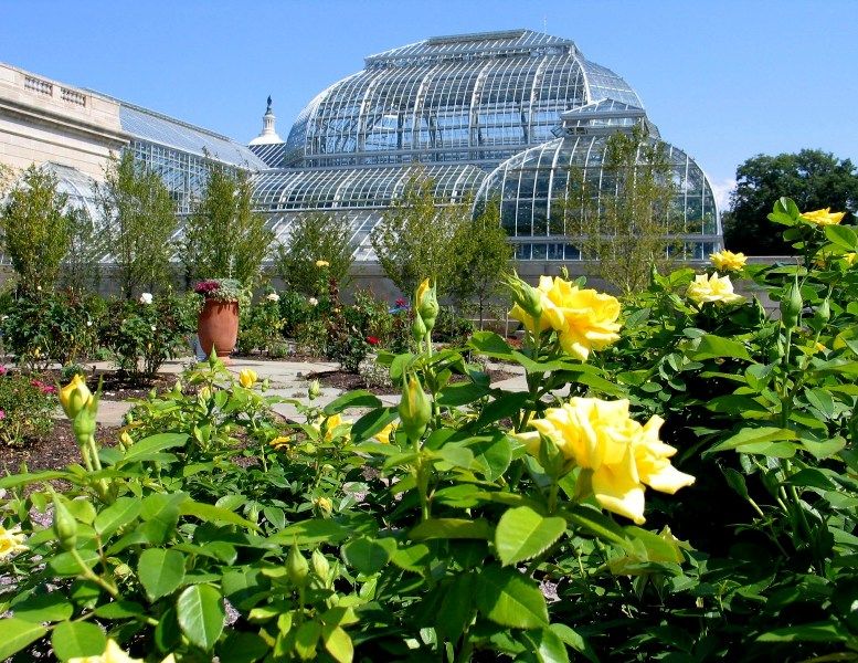 10 Reasons To Visit The United States Botanic Garden In Washington Dc Botanicgarden In 2020 United States Botanic Garden Botanical Gardens Washington Dc Travel