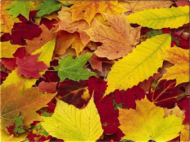 Kicking through a bit pile of autumn leaves and just loving the colours so vivid and war… | Autumn leaves background, Autumn leaves wallpaper, Leaves changing color