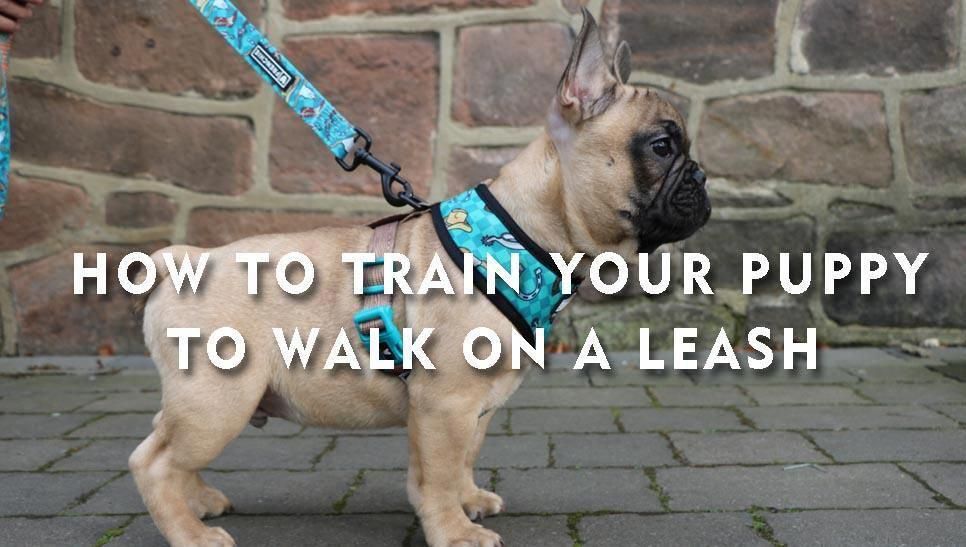 Compassionate Separated Dog Training Commands Call Today Dog