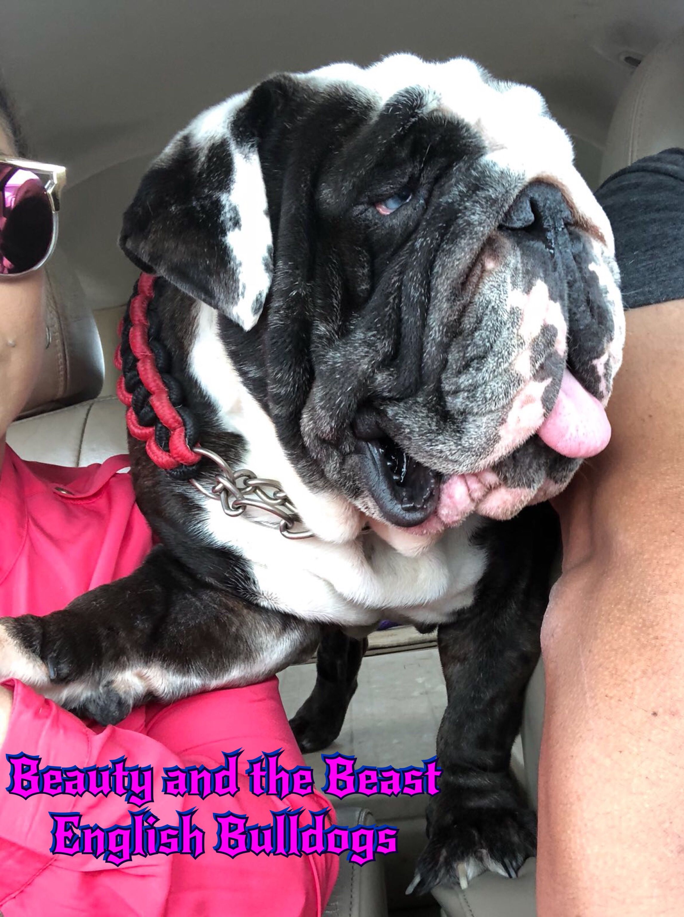 Black Seal Merle English Bulldog French Bulldog Adult French