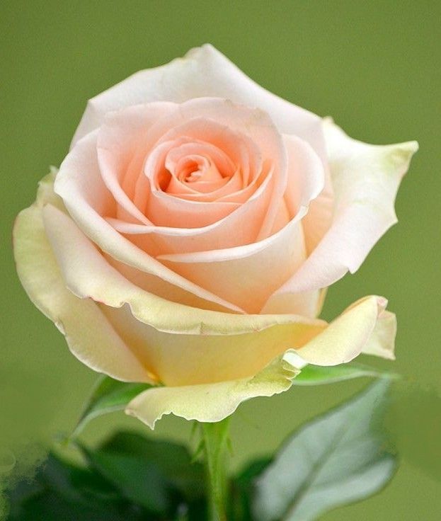 Rosas La Flor Más Bella Del Universo Beautiful Flowers Beautiful Roses Hybrid Tea Roses