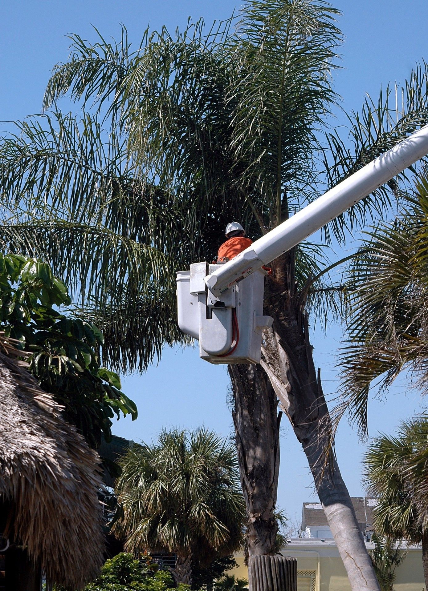 leinad tree service leinad tree service profile pinterest coconut tree removal on leinad tree service leinad tree service profile pinterest pinterest