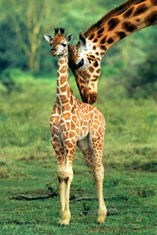 Image result for baby giraffe in wild