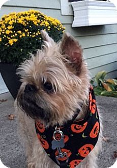 Marion Oh Brussels Griffon Meet Benny Columbus Ohio A Dog