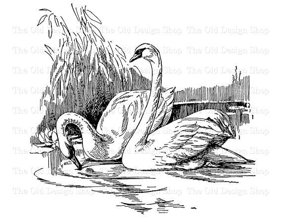 swans swimming clip art illustration digital stamp transfer image in