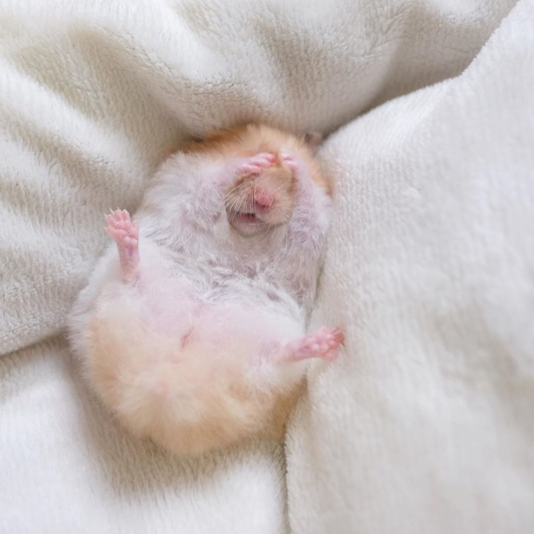 ななこ On Instagram Katsuo お顔は隠しておっぴろげ かつおちゃん成長記録 ハムスター Hamster ゴールデンハムスター Goldenhamster Syrianhamster クリームバンデッド 長毛ハムスター ロングヘアーハムス ななこ On Instagram Katsuo お顔は隠しておっぴろげ かつおちゃん成長記録 ハムスター Hamster ゴールデンハムスター Goldenhamster Syrianhamster クリームバンデッド 長毛ハムスター ロングヘアーハムス