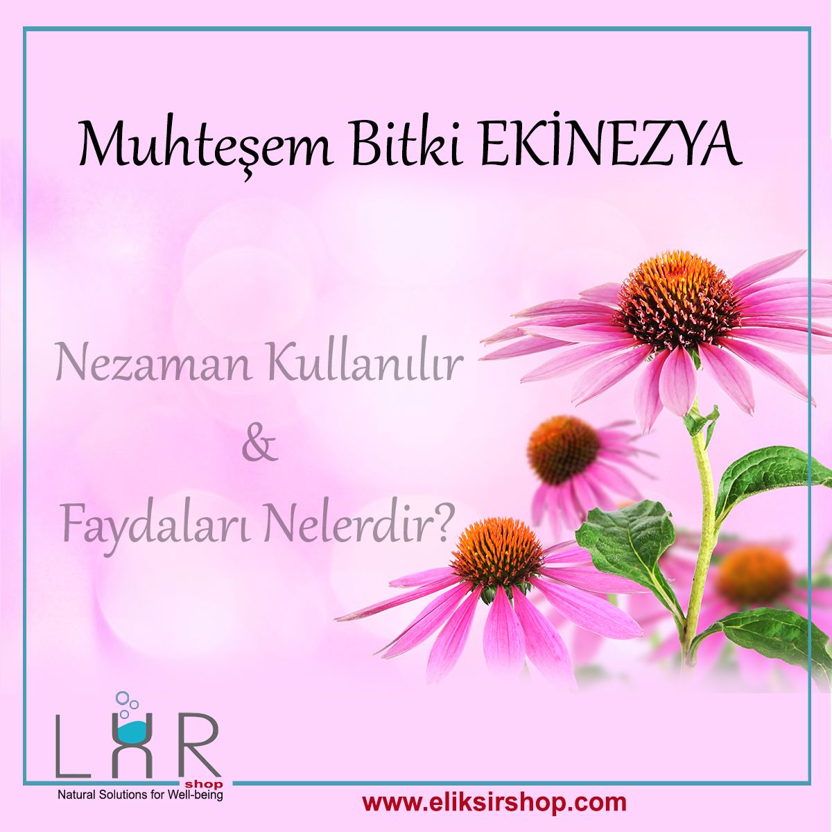 Ekinezyanın Faydaları Ekinezyanın Faydaları