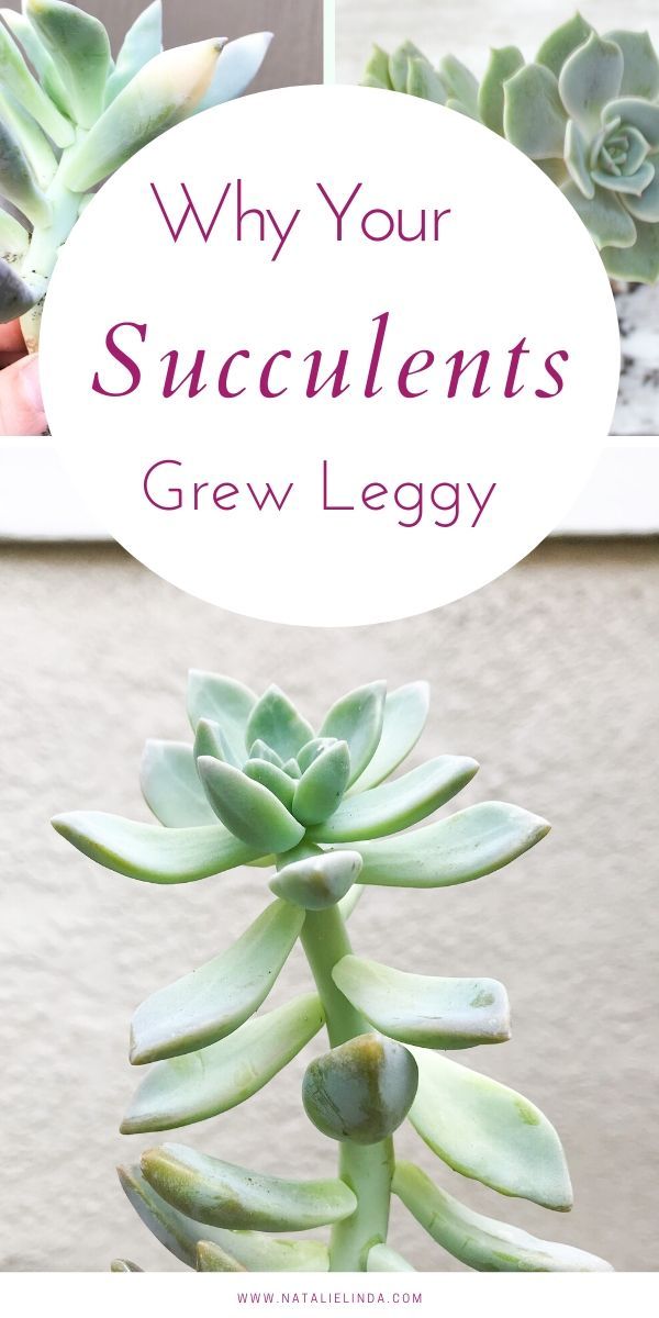 How to Fix Stretched Succulents + Why They Grow Leggy