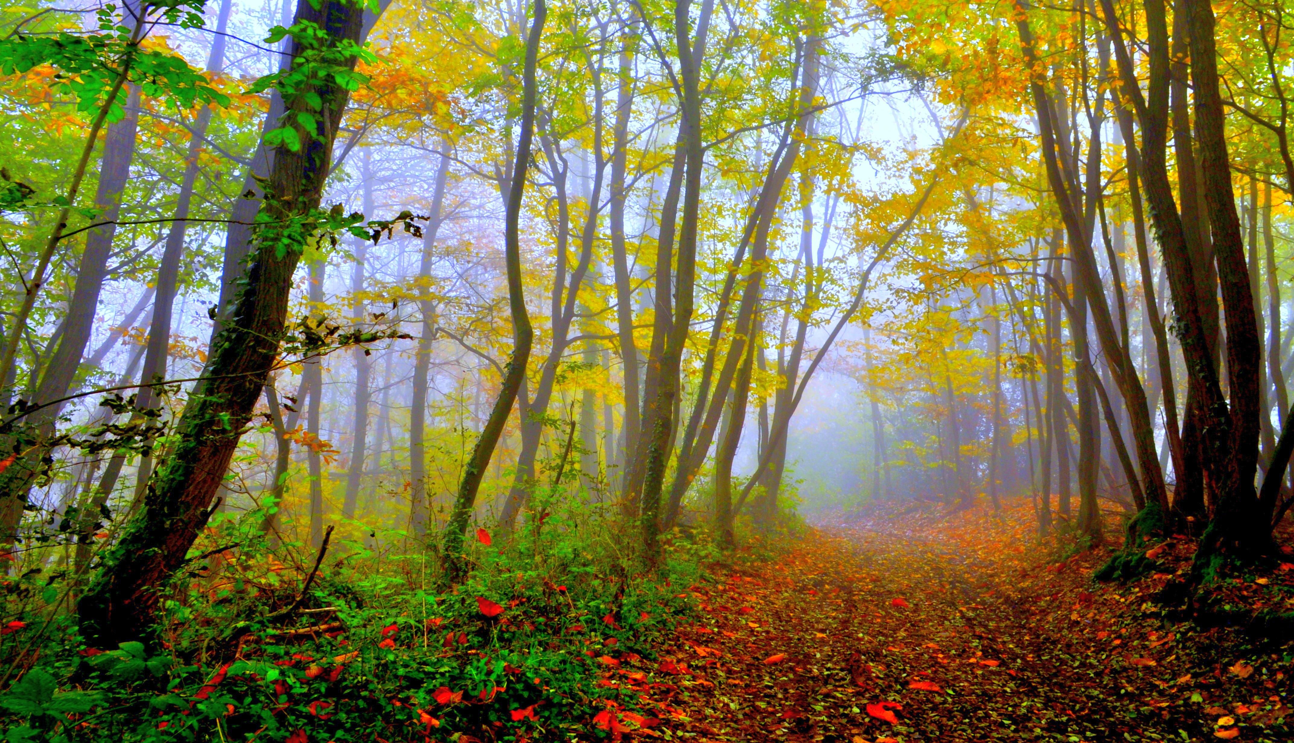 Resultado de imagem para forest beautiful Nature Resultado de imagem para forest beautiful Nature