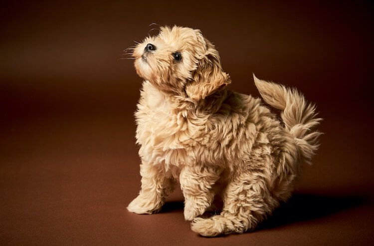 Maltipoo Dog Breed Information, Facts, Pictures & Price - All Things Dogs – All Things Dogs Maltese Poodle Mix, Maltese Puppy, Toy Maltipoo, Designer Dogs Breeds, Clever Dog, Black Puppy, Puppy Dog Eyes, Companion Dog, Look At You