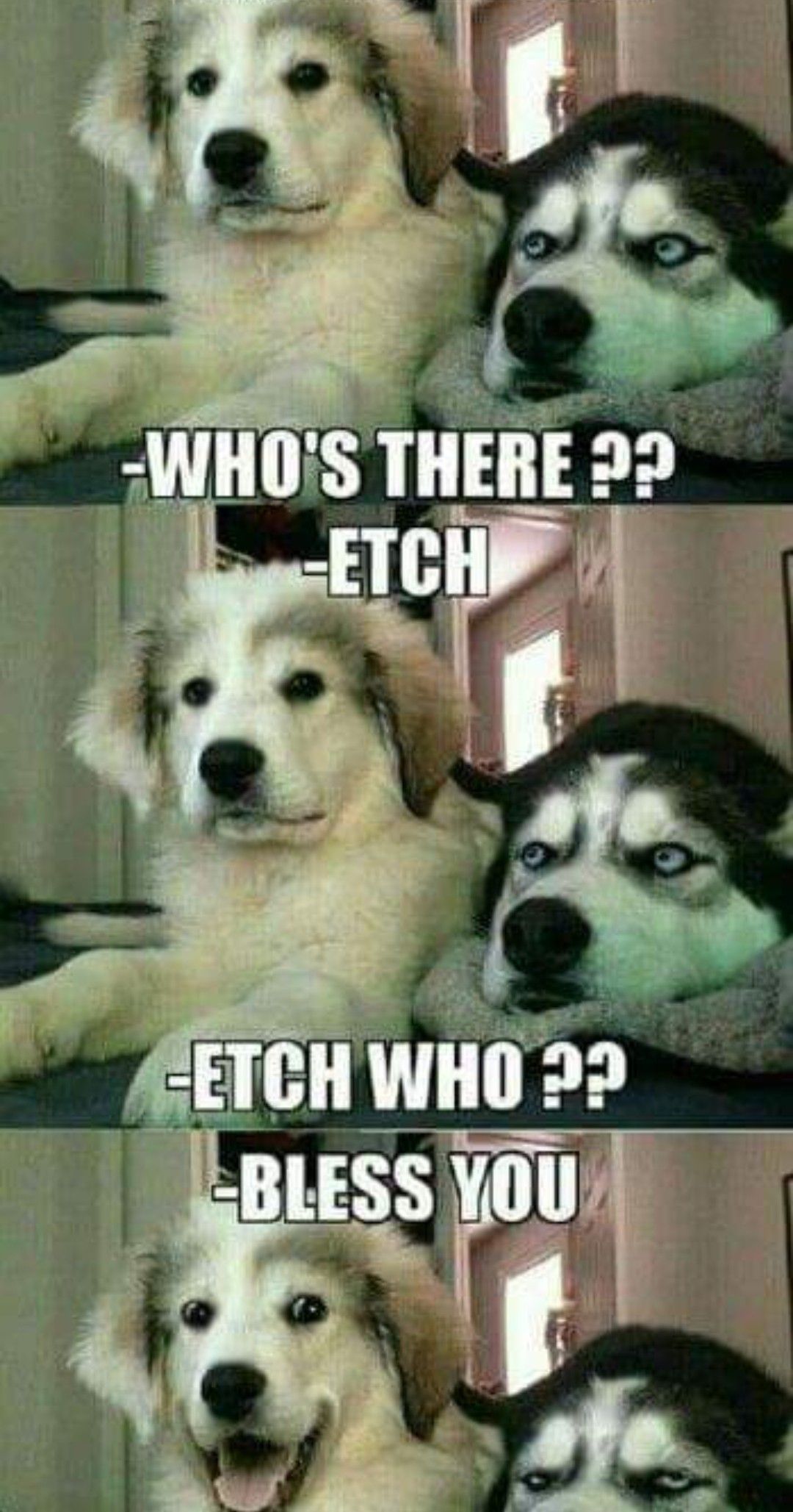 Gratuit Images Pin By Jennifer Moore On Funny Funny Dog Jokes Cute Animals actualisé salutations