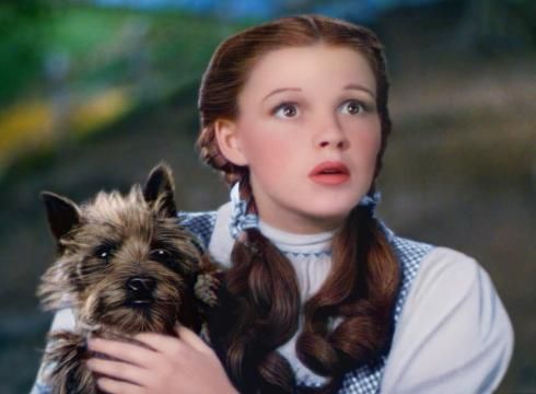 Bid To Make Toto Breed Top Dog In Kansas Fails Famous Dogs