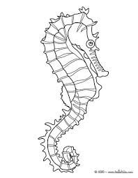 seahorse drawing outline google search for the home coloring seahorse drawing outline