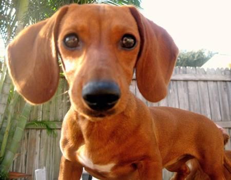 Tabitha Olivia S Sister There S Just Something About Doxies