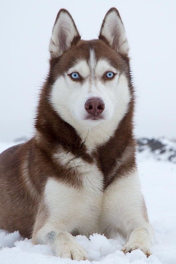 Siberian With Images Dogs Husky Siberian Husky