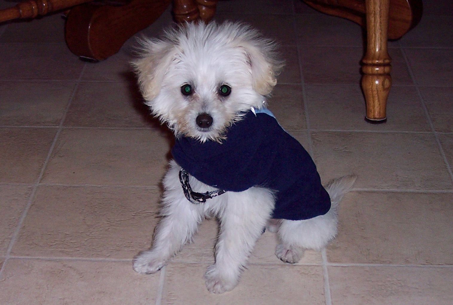 chipoo puppies for sale bc