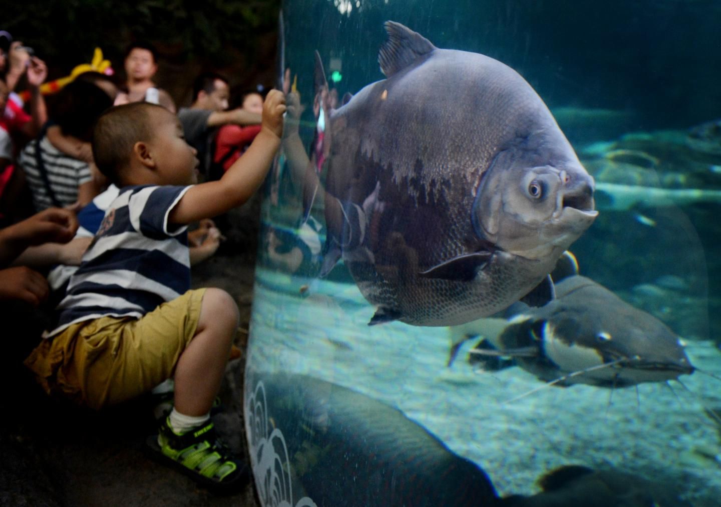 Fish With Human Like Teeth Man Catches Fish With Human Like Teeth In Arizona Fish Teeth Human Teeth Human