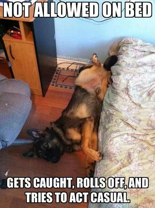 Dog Foods Can Cause Tear Stains And Red Paws Dog Foods Can Cause Tear Stains And Red Paws