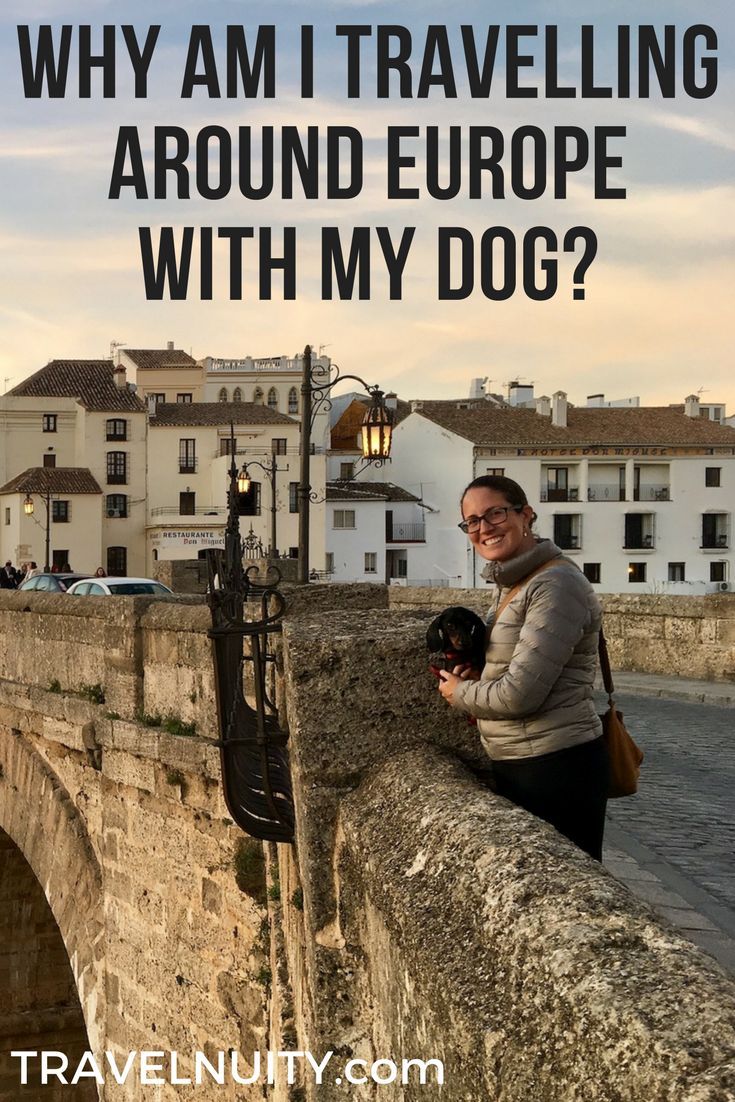 traveling to europe with a dog traveling to europe with a dog