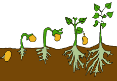 pix Imagenes Del Ciclo De La Vida De Las Plantas ciclo de vida las plantas ciencias