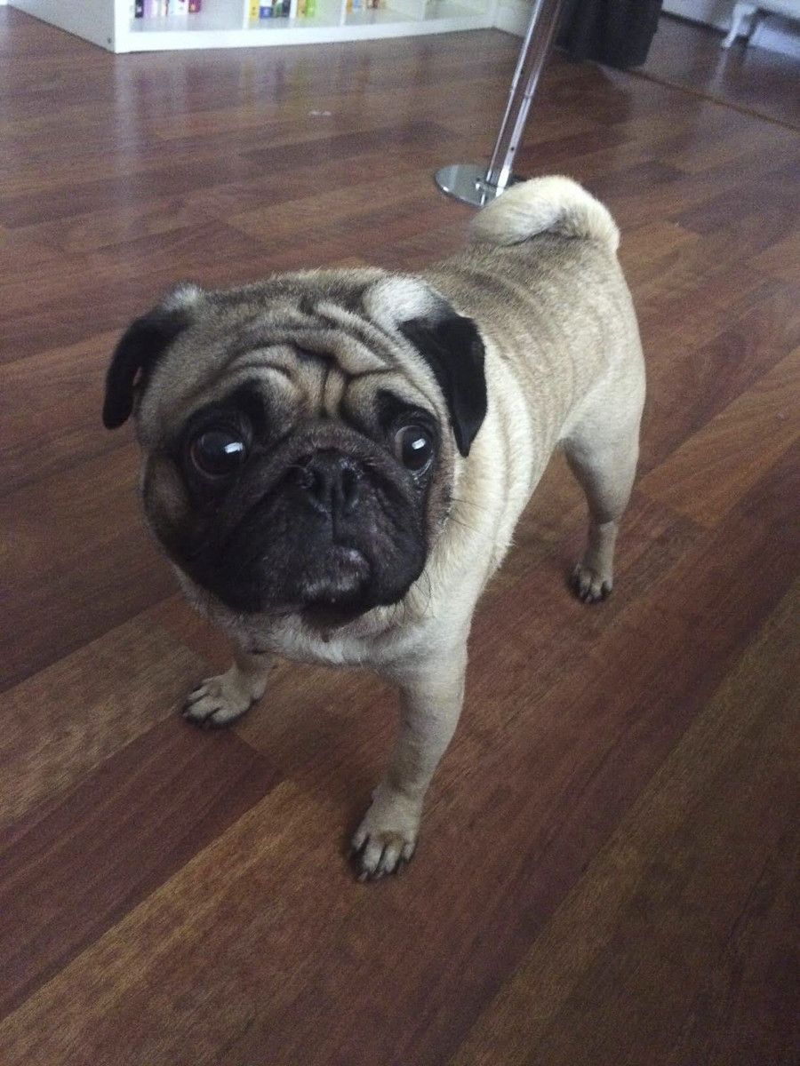 Pin By Gwen Robertson On Pugs Pugs Pug Lover Pug Dog
