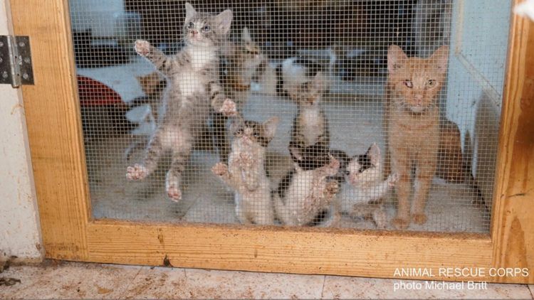 kittens for adoption in northern nj