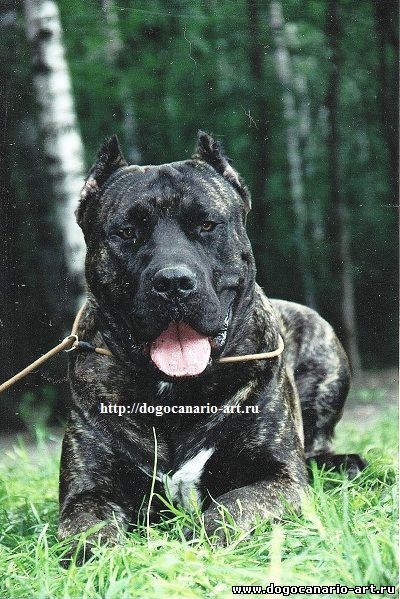 Pero De Presa Conario Perro De Presa Canario Perros Agresivos Perros Bellos